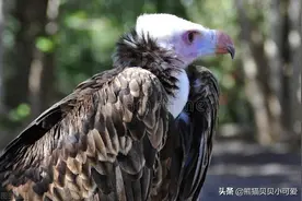 解析李嘉诚的新动向：跪倒在“资本光环”之下盲目跟风，这病得治图片