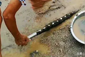 海边沙滩上“撸铁棒”，每天净赚几百元，为何遭到国家严令禁止？图片