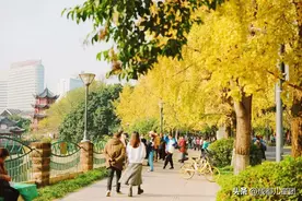 街边植物学｜成都的行道树，哪种最多？银杏居然才排第二图片