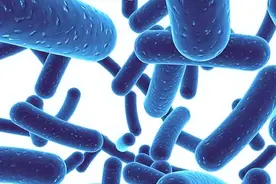 只有“肠寿”才能长寿，保护肠道健康，多吃这些富含益生元的食物图片