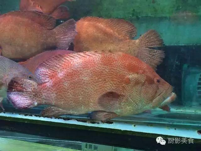 什么海鲜胶原蛋白最多 2025年海鲜含有胶原蛋白吗