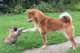 狗狗发情第11天，配种多次却没成功，这是为什么？图片