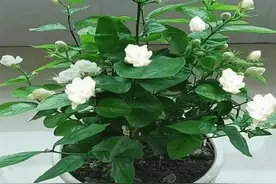 精心养的茉莉盆栽，还没绽放就消苞了是何原因，如何让它快速复花图片