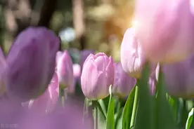 真正心疼女儿的父母，选择给女儿买房，而不是劝她在婆家要听话图片