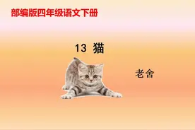 四年级语文下册第13课《猫》课后仿写小练笔思维导图知识点汇总图片