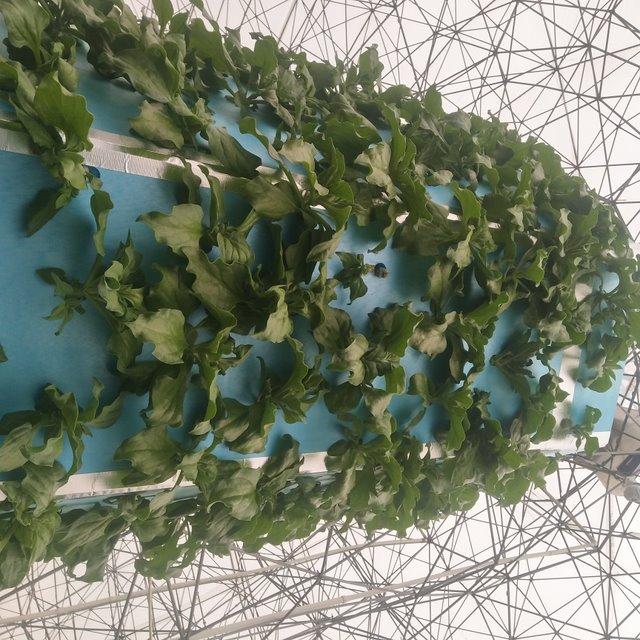 冰菜生物学特性及气雾培生产技术