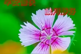 中老年表情包：不求左右别人，只求善待自己图片