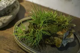 附石菖蒲，制作闲玩图片