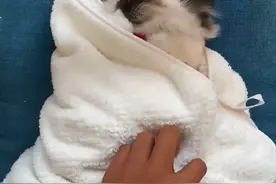 孙女叮嘱奶奶要给猫加衣服，没一会收到视频，看完：我滴亲奶奶哎图片
