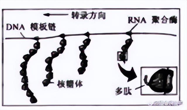 高中生物-基因的本质与表达