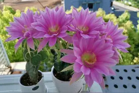 9种很会开花的仙人球，个个颜值高、开花勤奋，养护也简单图片