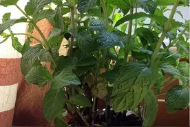公认的“4种”最强助睡植物，失眠患者全需要，养过1盆都值了图片