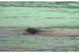 1980年新疆湖泊发现"水怪"，牛羊被拖进水中，真凶是条“大红鱼”图片