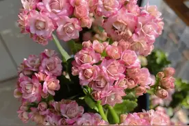 长寿花界的“仙女”—璎珞，又美又仙，超爱开花，皮实且好养图片