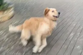 笑死！金毛被小狗骂完不吭声，主人龇牙学狗叫帮狗骂回去？图片