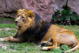 江苏66岁老人闯入狮园，遭狮子追赶，20分钟后惨遭狮子吞噬图片