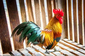 雄鸡司晨有准？图片