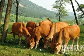 养牛喂饲料配方有哪些？黄牛精饲料图片