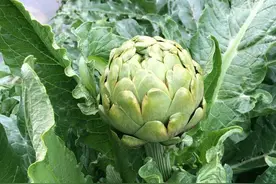 洋蓟：欧美贵族蔬菜，在国内卖30一斤，为什么割不了中国的韭菜？图片