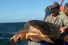 放生三大注意图片