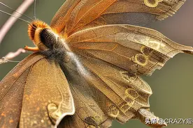 手机拍摄技巧之专业拍照模式参数详解（5）图片