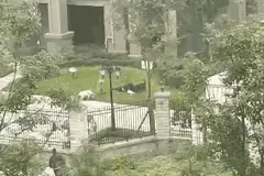 成都狗咬人后续!拉布拉多被找到，狗主人是名女子!很庆幸狗没咬人图片