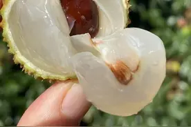 一骑红尘妃子笑，无人知是荔枝来，妃子笑荔枝，杨贵妃对荔枝的爱图片