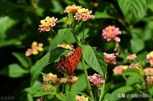 蝴蝶王国
