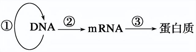 高中生物-变异育种及进化