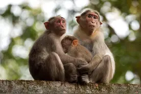 印度惨烈猴狗战争：狗群杀死猴崽，猴群报复杀死250条狗图片