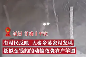 国家一级保护动物雪豹现身甘肃，夜袭农户羊圈后窜墙逃走图片