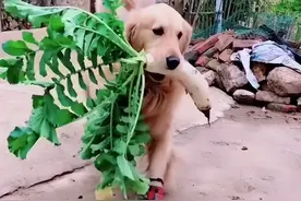 金毛小二哥：全网最操心顾家的狗子，“顺鸭顺羊”从不空手回家图片