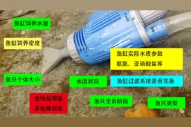 鱼缸多久换一次水图片