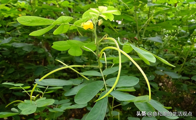 踏春必备“百草图”之三，身边那些有价值的野草，你能认识几种？