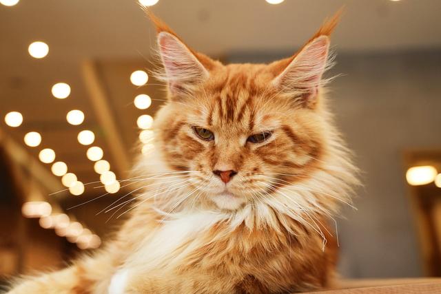 为什么不建议你养“缅因猫”？这几点，很多人受不了