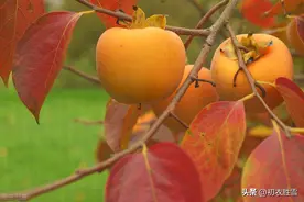 古诗五首，谈谈柿子柿树，柿园红叶忆长安图片