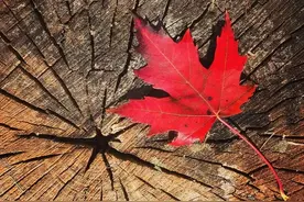 加拿大“冷百科”图片