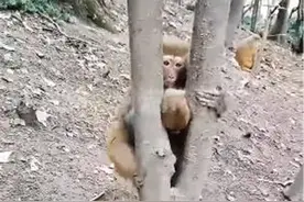 黔灵山小猴被树枝卡住，猴妈急了！网友：这可能是后妈图片