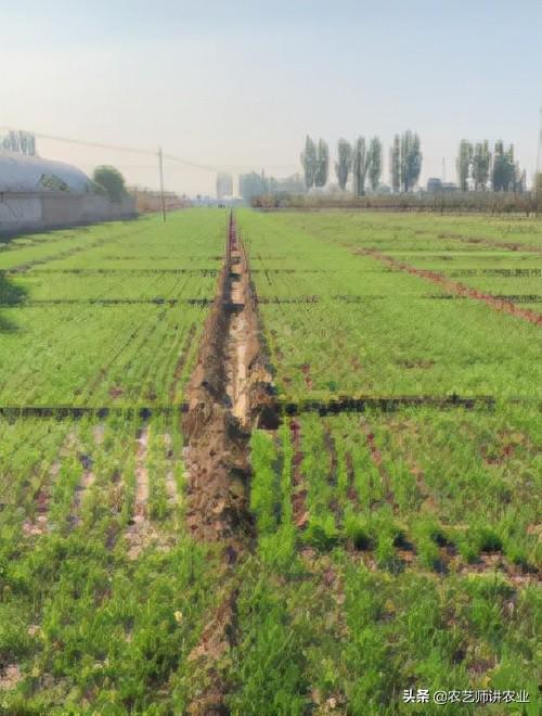 答粉丝问：小麦弱苗、黄苗用什么营养药！「农艺师讲农业」