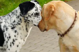 狗狗交配时长有多久？可以中途打断它们吗图片