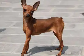 调皮的小鹿犬，误食很多驱虫药，该怎么办呢？图片