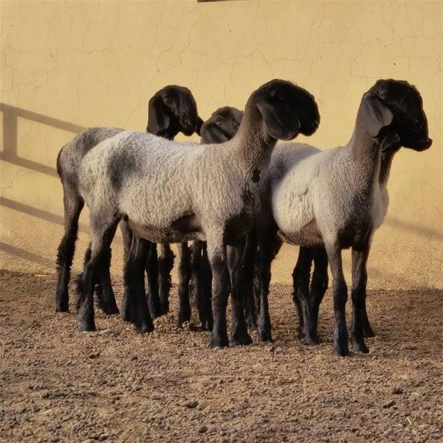 羊中劳斯莱斯,做成羊肉串会是什么味道?