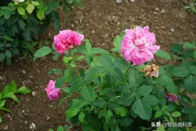 301味中药材的原植物彩色图谱（三）图片