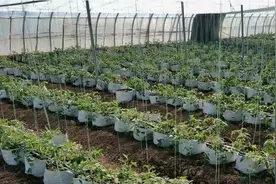 无土栽培瓜果蔬菜，一亩地需要多少钱？看完就有答案了图片