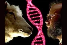 为什么现在没人提“克隆”了？多莉的一生就是答案，实在太可怜了图片