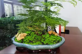 文竹爱“喝”一种水，每个月一杯，新芽多又壮图片