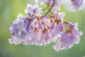 生长快容易成材的泡桐，80年代还大量种植，为何现在没人愿种了？图片