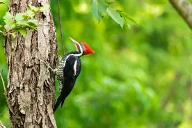 啄木鸟毁树、吃幼鸟，益鸟的口碑要被“反转”？图片