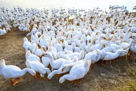 养鹅挣钱为什么没人养？为什么养鹅的人不多？看完就知道了图片