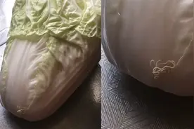 瘆得慌！河南女子买白菜发现有虫子蠕动 到底是啥虫？感染女性最多图片